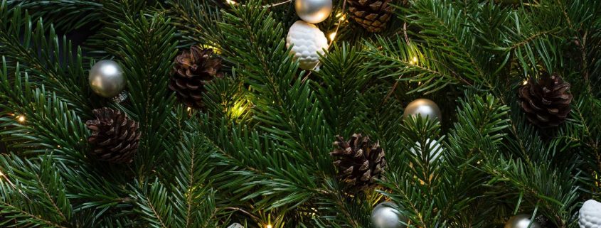 Different Types Of Christmas Trees: Useful Pros, Cons, &amp; Tips | Toemar