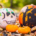 decorating-with-autumn-theme-halloween-mississauga
